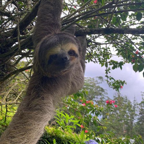 Animales del bosque de Tijuca