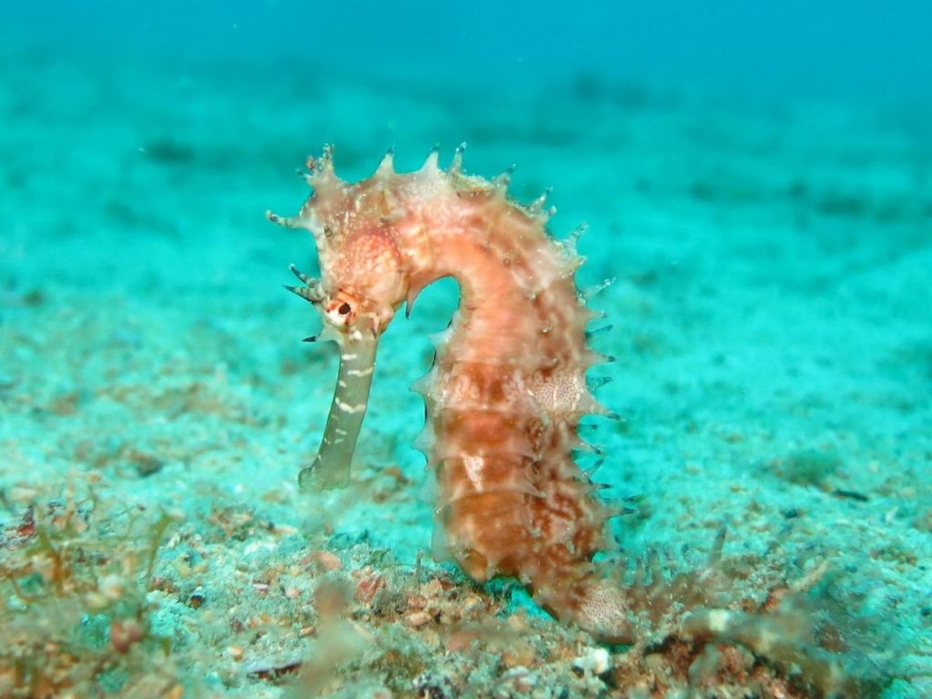 seahorse observed during scuba diving in Arraial do Cabo