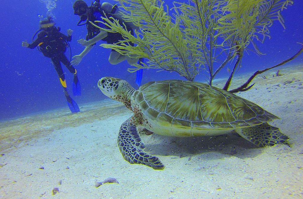 turtle meeting divers
