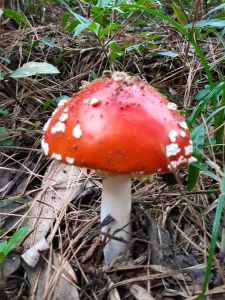 20190503_154426 – Copia (2) – Copia