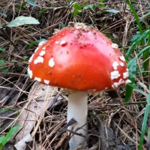 20190503_154426 - Copie (2) - Copie