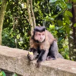 Copy-of-Monkey3