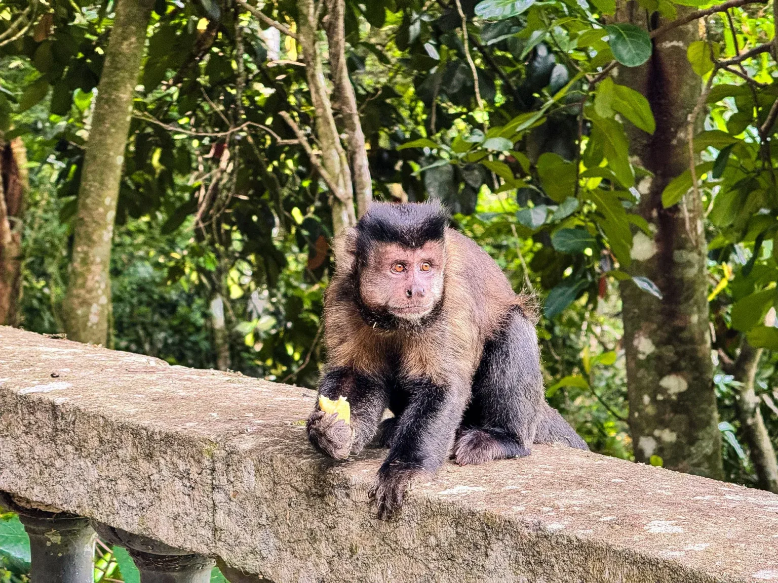 Copy-of-Monkey3