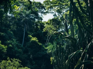 HEY_BRO_20181216_RIO_PHBR2009_SD