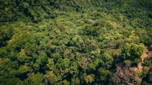 HEY_BRO_20181223_RIO_DJI_0863_HD