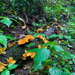 IMG_5532 - Copie - Copie