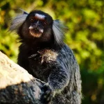 Monkey2