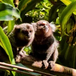 monkey1