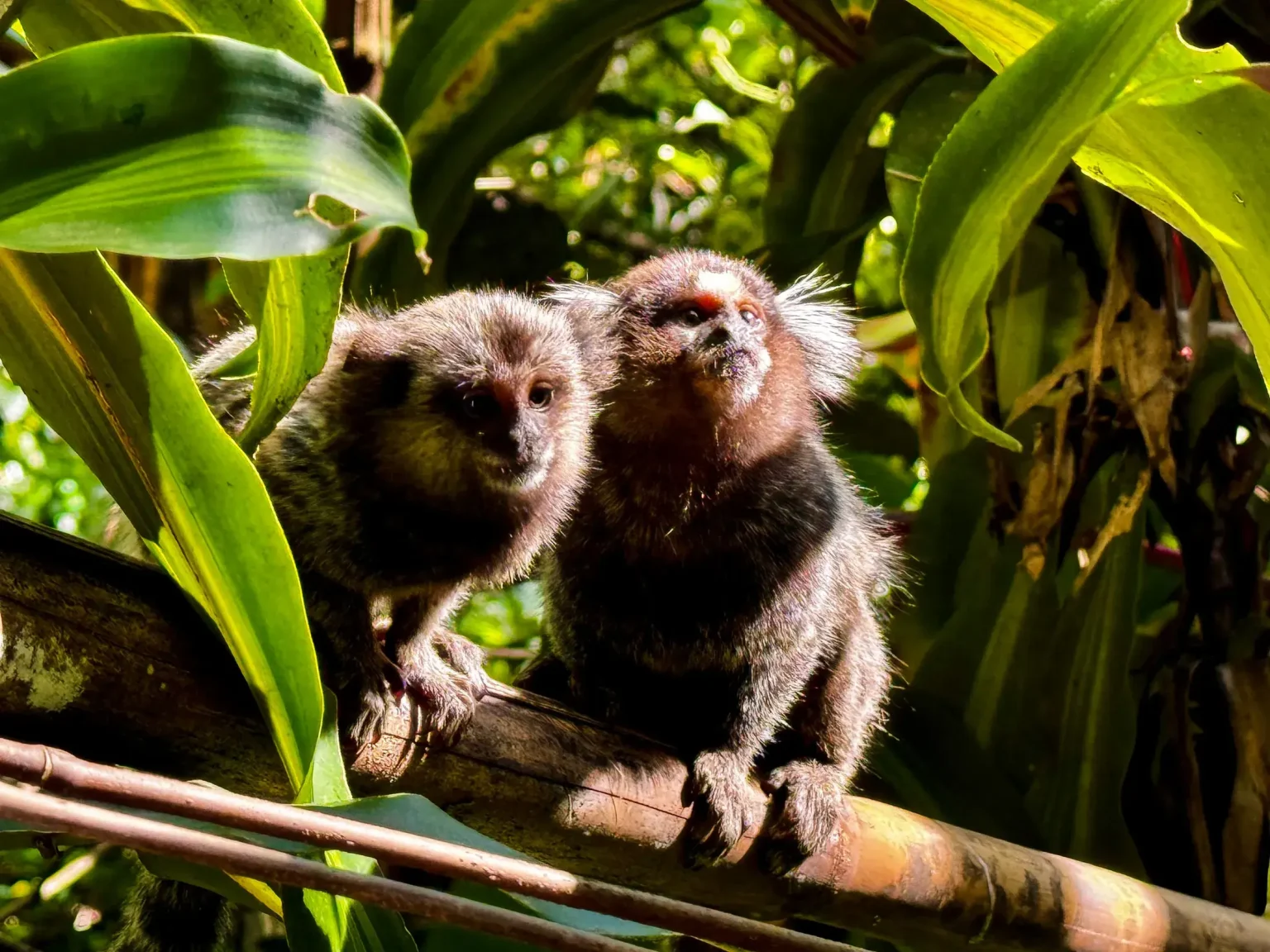 monkey1