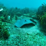 scuba_edited10