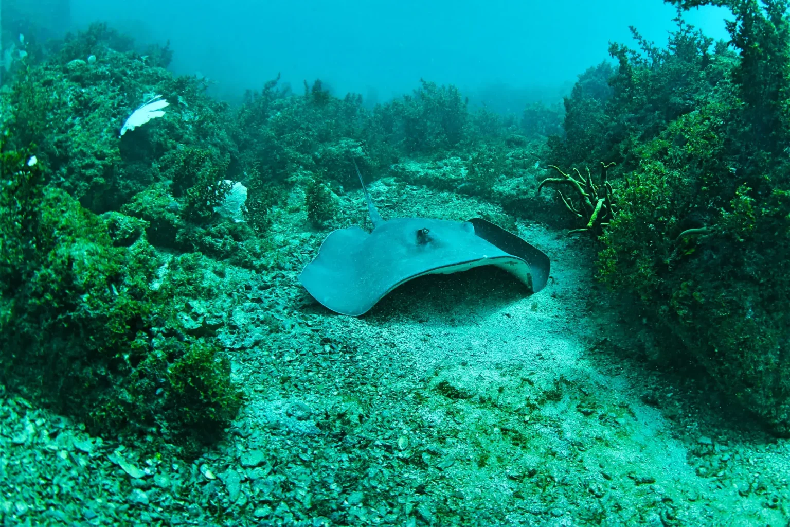 scuba_edited10