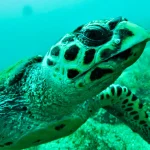 scuba_edited11
