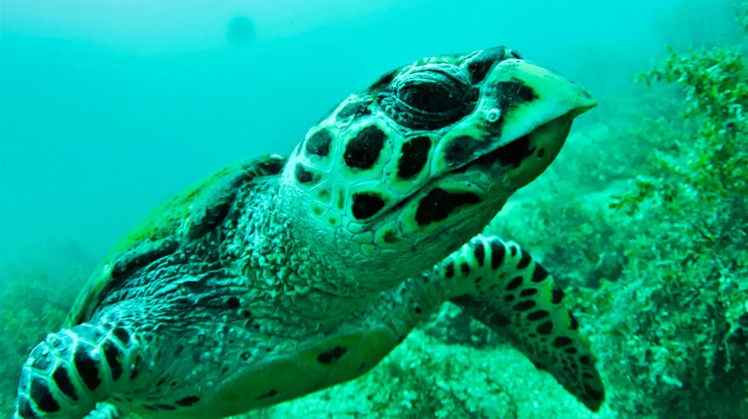scuba_edited11