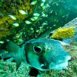 scuba_edited4