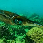 scuba_edited5