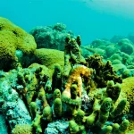 scuba_edited6