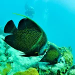 scuba_edited8
