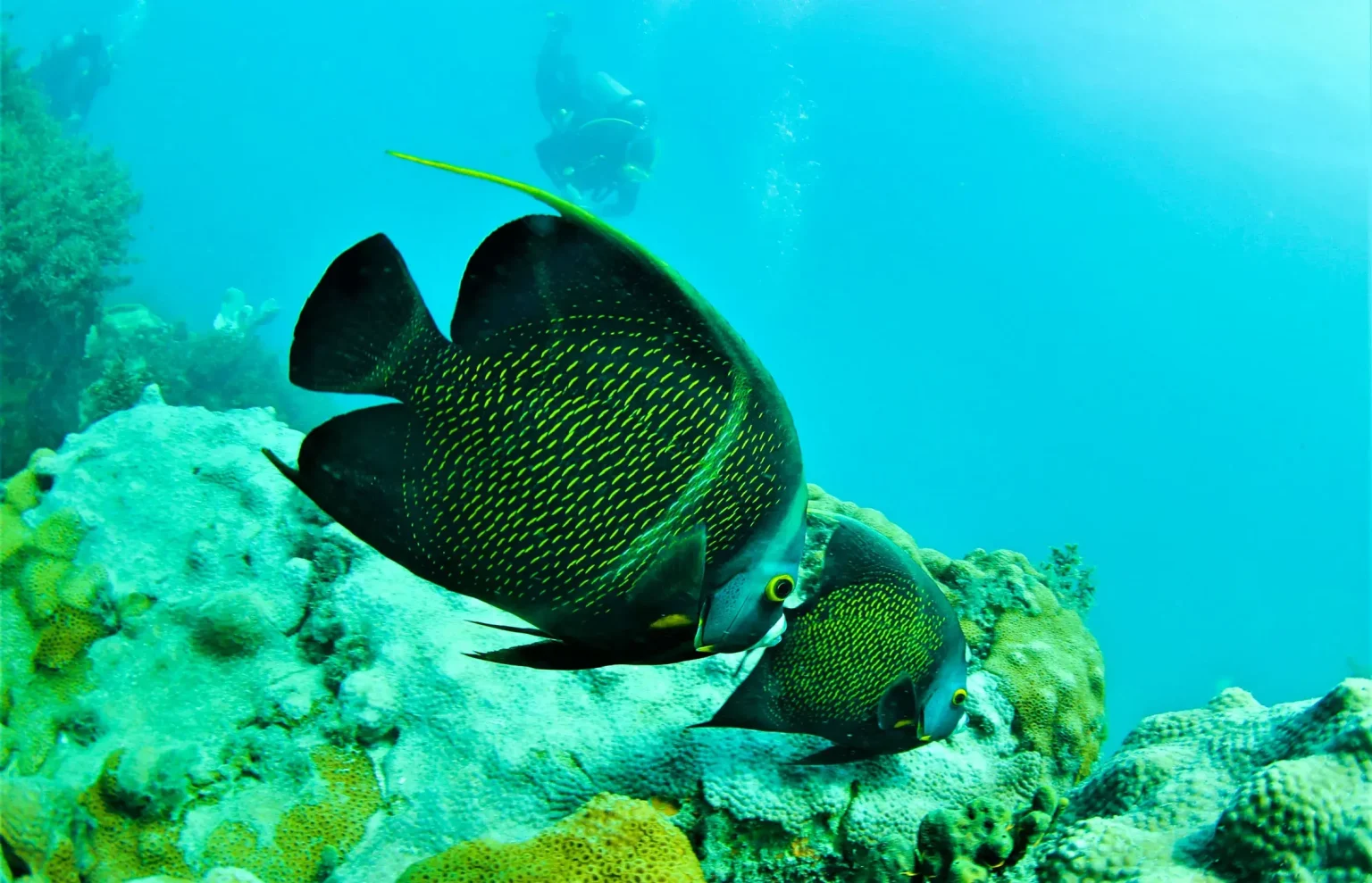 scuba_edited8