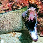 scuba_edited9