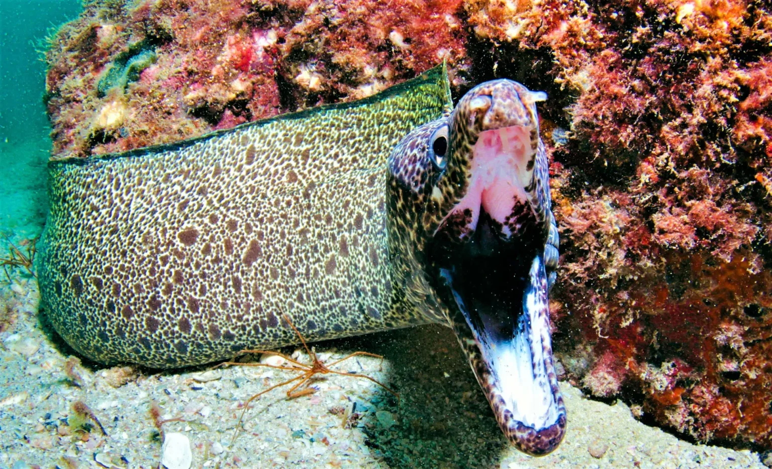 scuba_edited9
