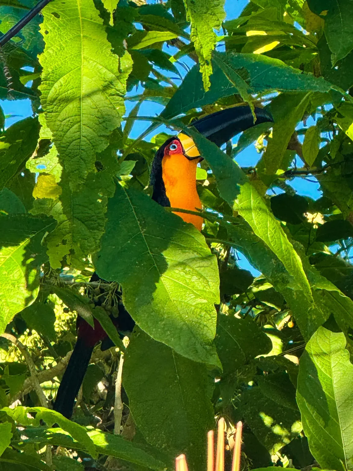 tucano