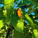 tucano